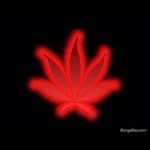 @frankpop - Instagram