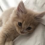 Frank Pounds - @frankthetankpounds - Instagram