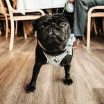 Frankie Bird - @frankzappaptak - Instagram