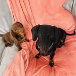 🐾 𝔽𝕣𝕒𝕟𝕜 & ℝ𝕒𝕝𝕡𝕙 🐾 - @frankandralph_thehotdogs - Instagram