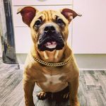 Frank Randle - @pocketbullyfrank - Instagram