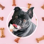 Frank Legen-Waitforit-dary Raven - @frankthesparkpug - Instagram