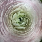 Forget Me Not Flowers - @frankreaeventdesigns - Instagram
