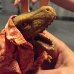 Frank Rex - @frankaweaome_pants - Instagram