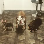 Frank,Rex & Florence - @frank.rex.florence - Instagram