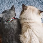 SARGE, RHÔNE & FRANK - @sarge_rhone_frank - Instagram