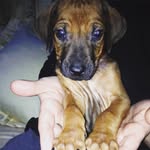 Frank Jenkinson - @frank_ridgeback - Instagram