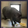 Frank_Ridges - @frankridges - TikTok