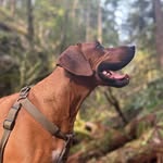 Frank the Ridgeback - @franktheridgeback - Instagram