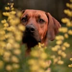 Franklin Bean - @franklin.bean.ridgeback - Instagram