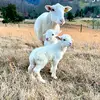 FranklinRidgeFarm - @franklinridgefarm - TikTok