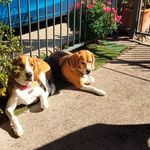 Frank Ridley - @woofer55 - Instagram