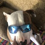 Frank Riggs - @franky_dat_tank - Instagram