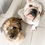 🐶 Frank & Ringo 🐕 - @frankandringo - Instagram