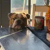 ringo_franky - @ringo_franky - TikTok