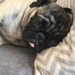 Sir Franklin - @frankringongarothepug - Instagram