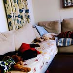 Frank, Betty, Doris, Mary & Rita - @our.spanielfamily - Instagram