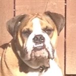 Frank the Bulldog - @frank__ritchie - Instagram