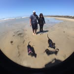 Lala, Frank, And Roscoe - @thethreemuskaweenies - Instagram