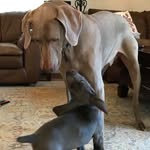 The Dynamic Duo - @roscoeandfrank - Instagram