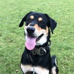 Frank 🐾 - @frank_rottiex - Instagram