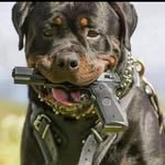 Frank_Rott - @frank_rott - Instagram