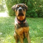 Frank Sinatra Anderson - @frank_rottie - Instagram