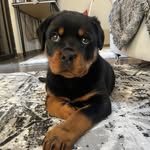 Frank The Rott - @frankitotherott - Instagram