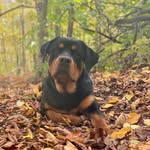 Frank The Rottie - @adventuresoffranktherottie - Instagram