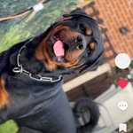 Frank the Rottweiler - @frankthetank.rottweiler - Instagram