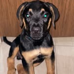 🐶🐾Franklin 🐾 - @rottweiler_frank_ - Instagram