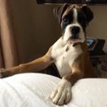 Frank Rowan - @franktheboxeruk - Instagram