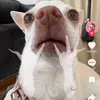 frankie - @frankiecrowley - TikTok
