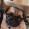 Frankie_Rowely101 - @frankie_rowley10 - TikTok