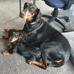 Beau, Frank & Ruby - @beaufranknruby - Instagram
