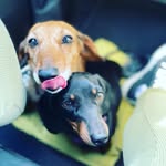 Frank & Ruby - @miss_ruby_the_sausage - Instagram