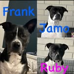 @thelifeof_frank_ruby_jamo - Instagram