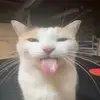 BLEH BLEH BLEHHH - @frankiedalmutrudd - TikTok