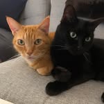 Ruff & Frank - @ruffyfrank - Instagram