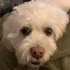 Frank Ruscitti - @frankrus - TikTok