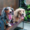 Frank & Sage - @frank.sage - TikTok