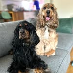 Frank, Henry & Sage - @frankandhenry_the_show_cockers - Instagram