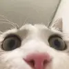 Frank’sbackup - @franksalt3 - TikTok