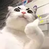 Frankal - @franksample - TikTok
