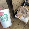 franks.and.pops - @franks.and.pops - TikTok
