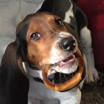 Frank Scanlon - @frank_thebasset_tank - Instagram