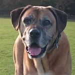 Frank Schepers - @frasche0906 - Instagram