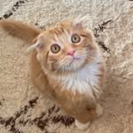 Frankie - @frank_the_tank_scottishfold - Instagram