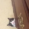 Frank Seaton Hurricane - @frank.seaton.hurr - TikTok