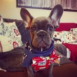 Frank Severus 🦇🐽🐶🐾🐾🐾 - @frankseverus2018 - Instagram